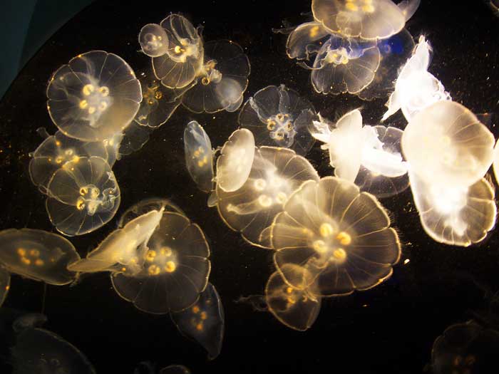 medusas-1-700